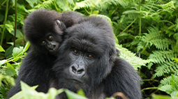 gorillas1